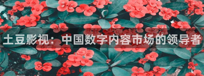 探花播放：土豆影视：中国数字内容市场的领导者